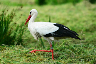 25 informacji, ciekawostek i faktów o bocianach bocian
