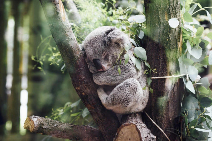 Read more about the article 18 zaskakujących ciekawostek o koalach z Australii