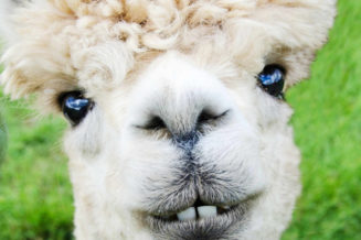 21 ciekawostek o alpakach alpaka