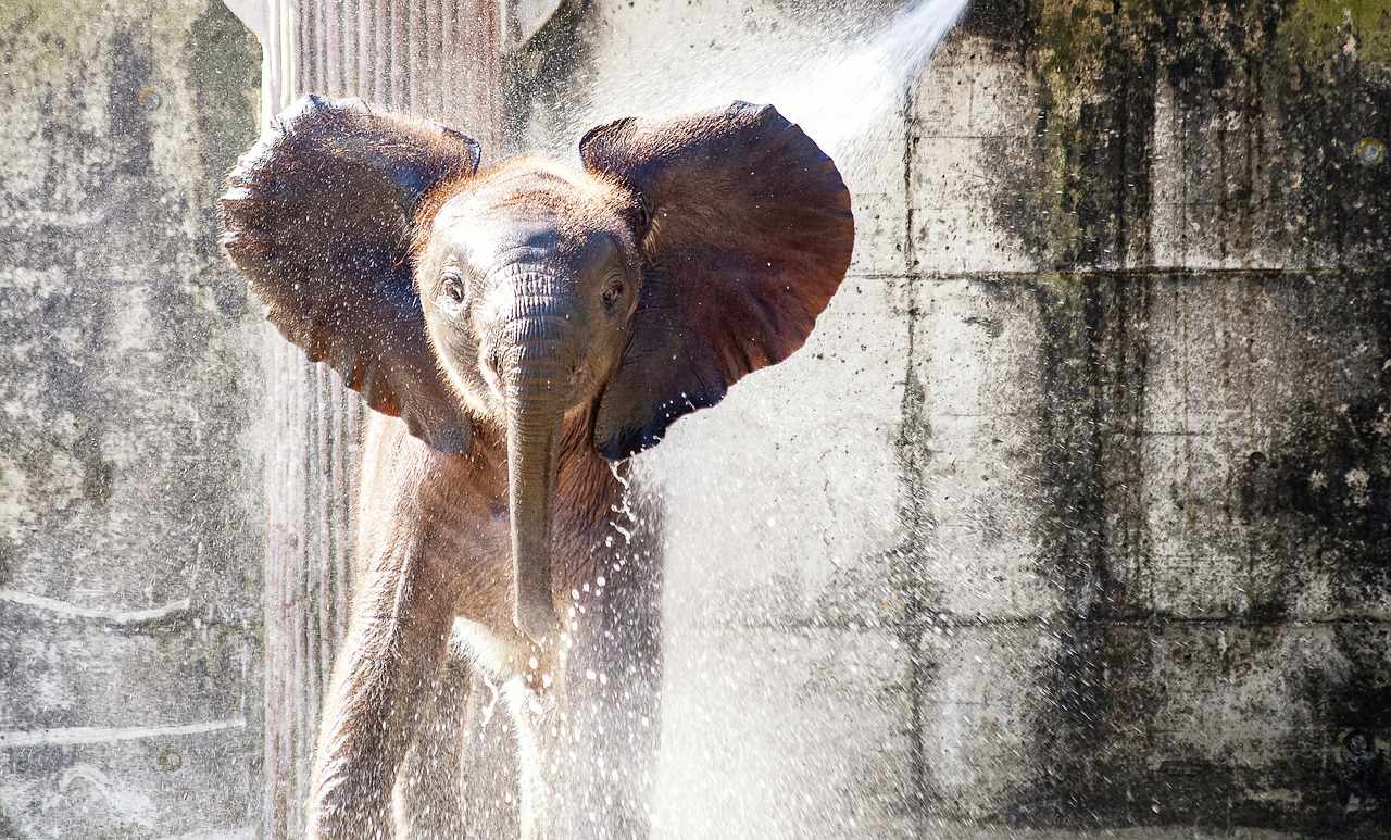 You are currently viewing Ciekawostki i Zaskakujące Fakty o Słoniach