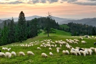 10 Najlepszych Atrakcji dla Dzieci w Pieninach owce