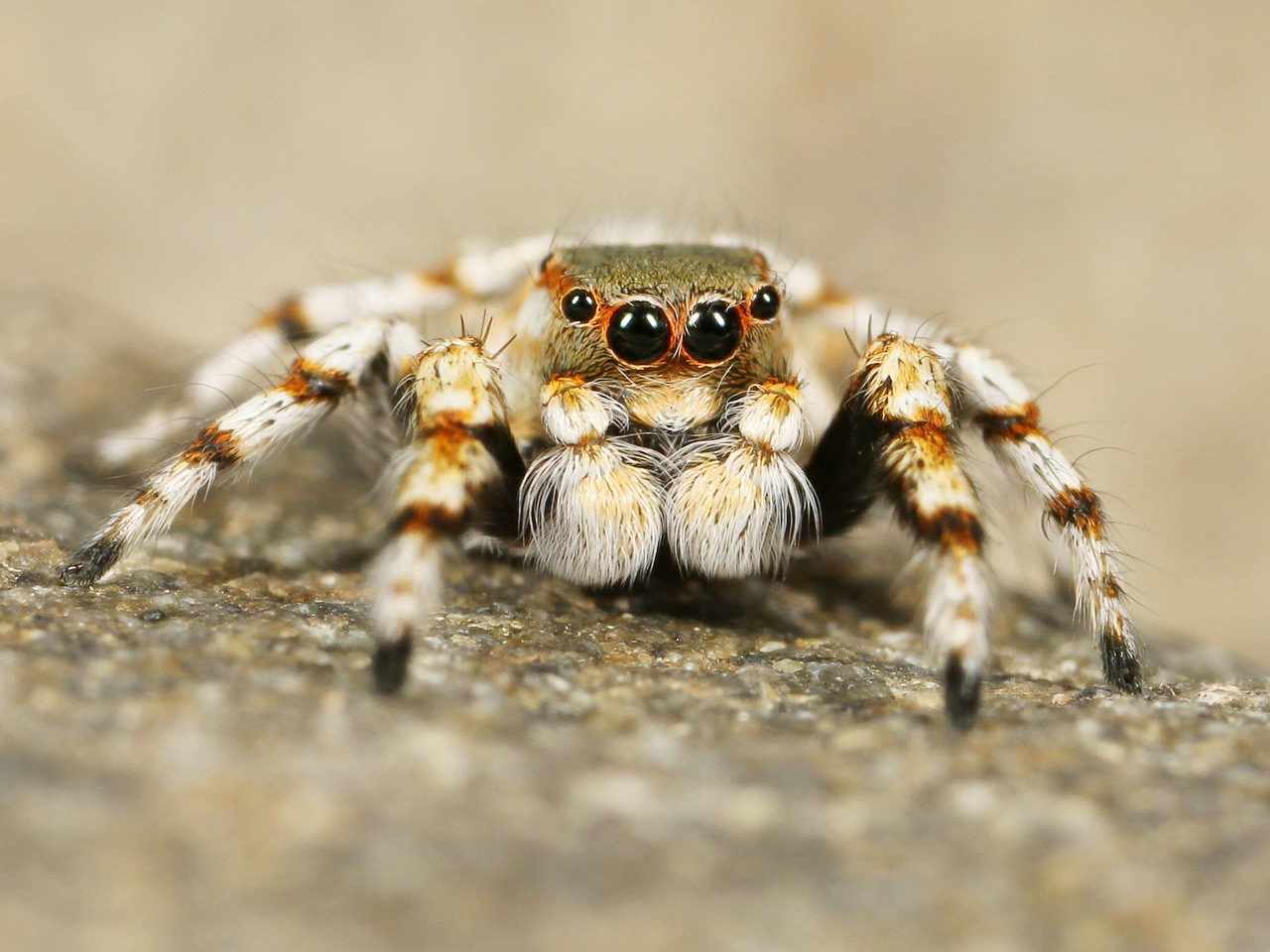You are currently viewing 12 Ciekawostek i Zaskakujących Faktów o Tarantulach