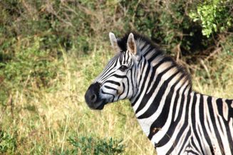 17 Interesujących Ciekawostek o Zebrach południowa afryka