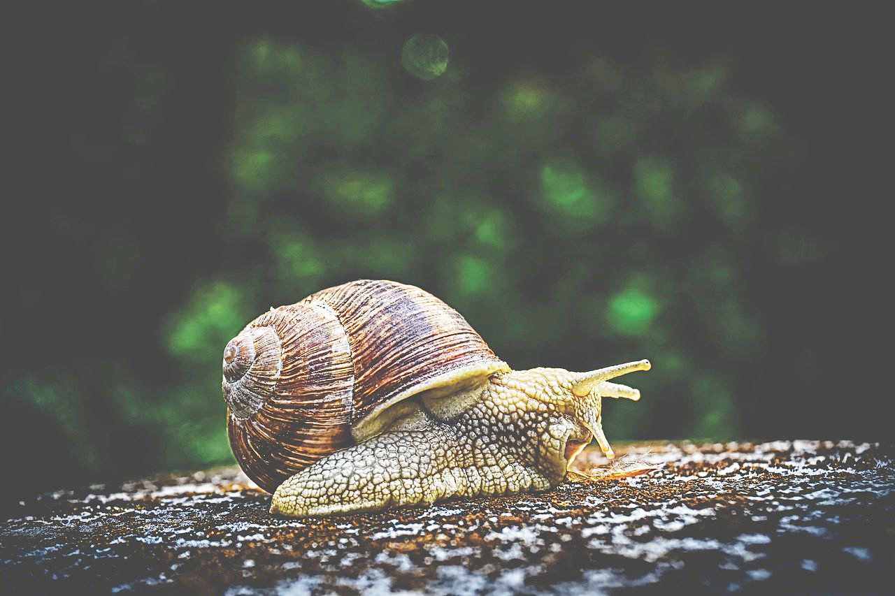 You are currently viewing 17 Ciekawostek i Zaskakujących Faktów o Ślimakach