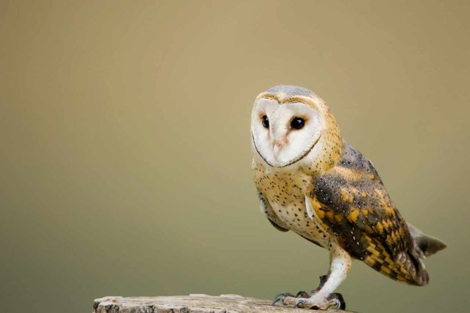 Read more about the article Informacje i ciekawostki o sowach 🦉 dla dzieci