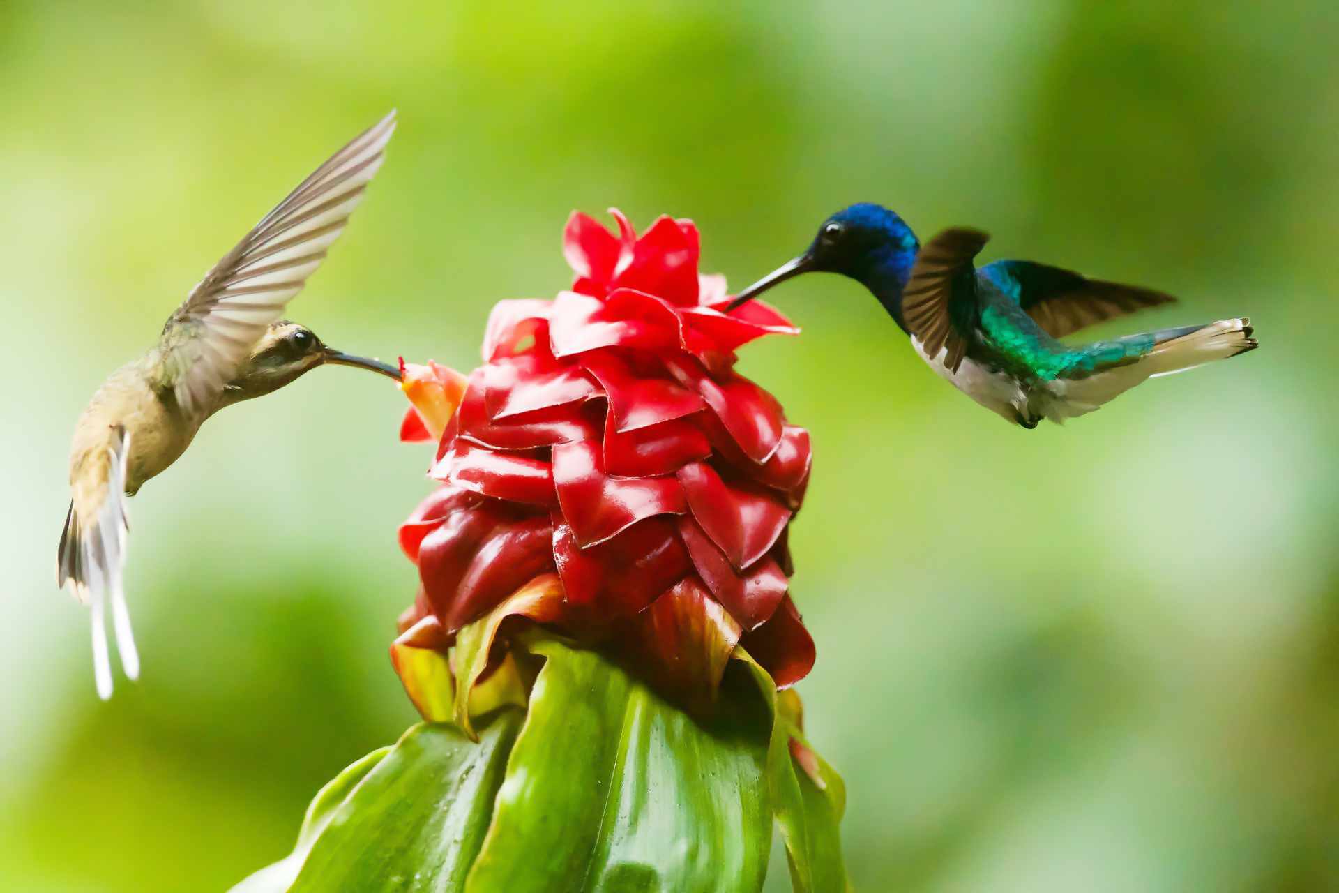 You are currently viewing Koliber – Fascynujące Ciekawostki, Informacje i Fakty