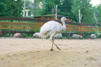 Zwierzaki nad potokiem w Żukczynie nandu