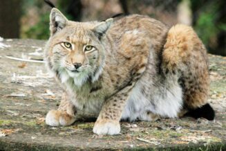 20 Zaskakujących Ciekawostek na Temat Rysiów ryś