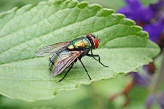 10 ciekawostek o muchach mucha