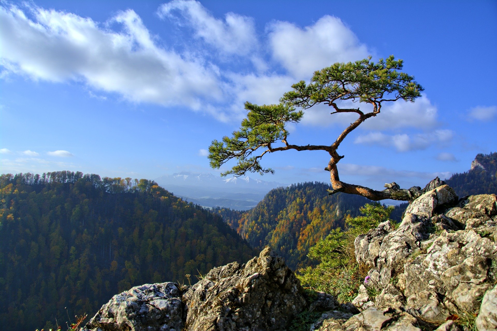 You are currently viewing Pieniny – ciekawostki o mieście