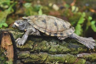 10 ciekawostek o żółwiach zolw