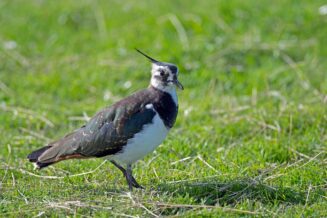 Czajka - Ciekawostki, informacje, fakty czajka