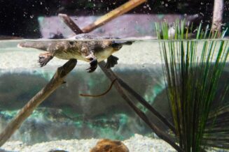 Dziobak - Ciekawostki, informacje, fakty dziobak