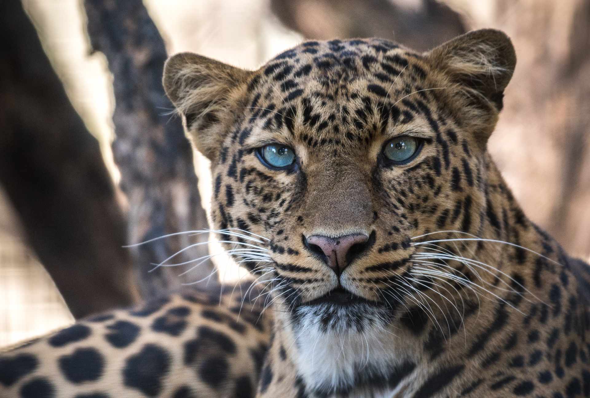 You are currently viewing 20 Interesujących Ciekawostek o Lampartach