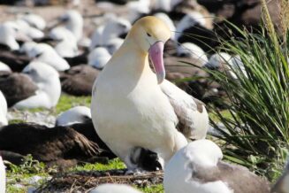 Zaskakujące Ciekawostki Dla Dzieci o Albatrosach Albatrosy