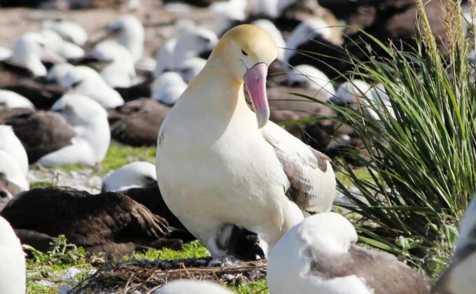 Read more about the article Zaskakujące Ciekawostki Dla Dzieci o Albatrosach