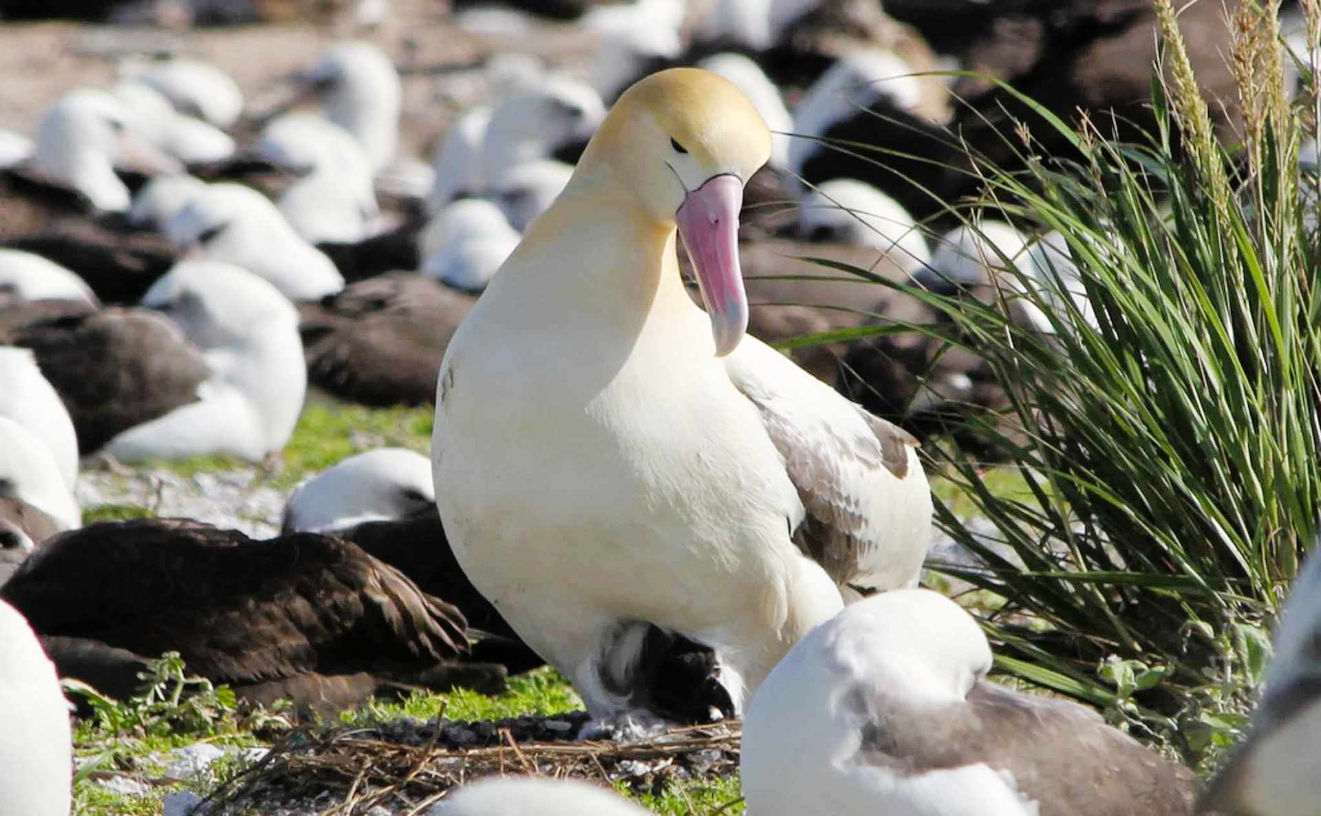 You are currently viewing Zaskakujące Ciekawostki Dla Dzieci o Albatrosach