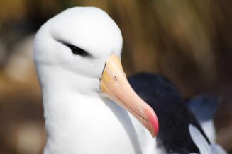 albatros