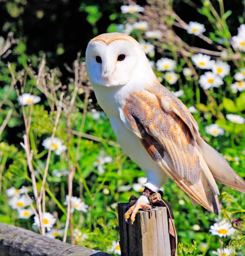 Sowa Przysiad艂a Na Szarej K艂odzie