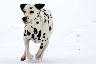 biegnący pies dalmatyńczyk