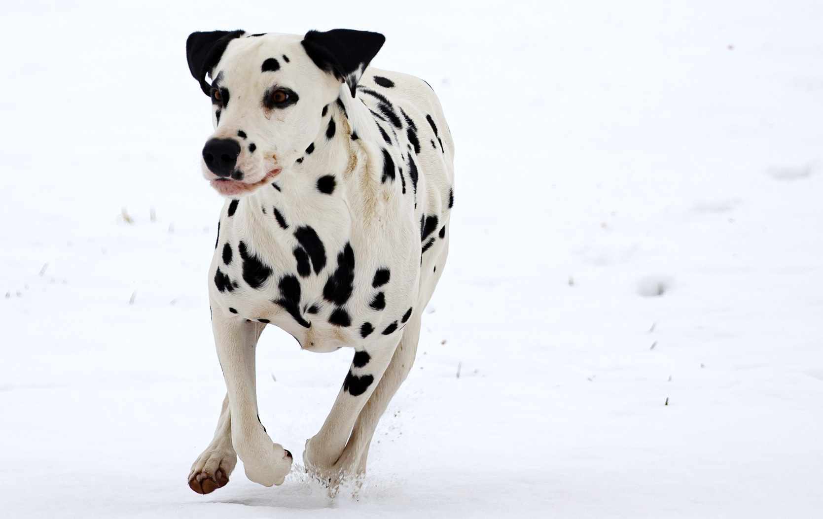 You are currently viewing 27 zaskakujących ciekawostek o dalmatyńczykach
