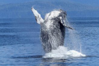 Humbak - Ciekawostki i fakty humbak