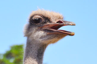 Nie chowa głowy w piasek, ale biega szybciej niż twój samochód. 20 niezwykłych faktów o strusiu afrykańskim Struś afrykański