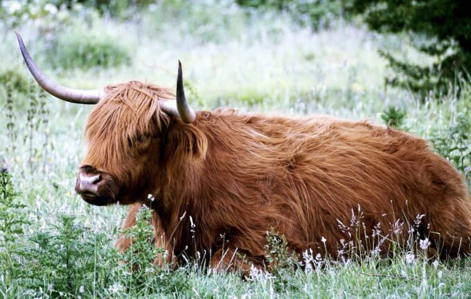 Read more about the article Krowy Szkockie Highland Cattle – Ciekawostki
