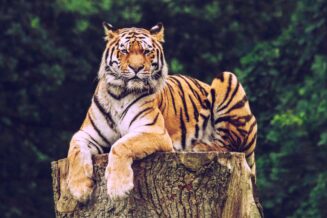 30 Ciekawostek o Tygrysach tygrys
