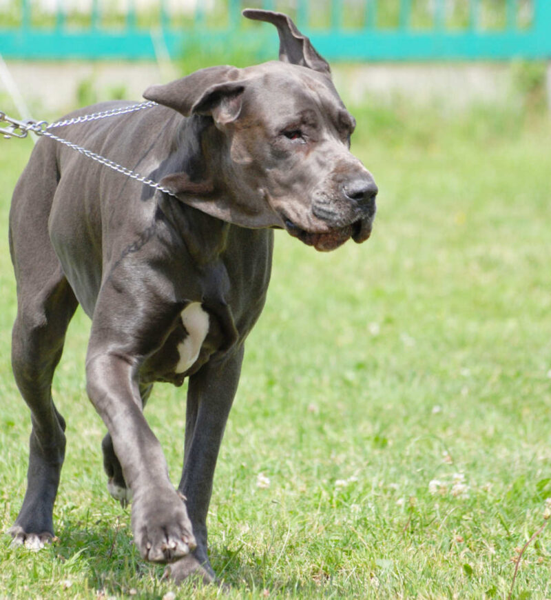 Dog niemiecki na trawie