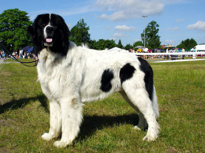 Landseer