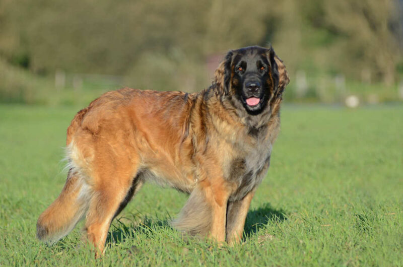 Pies rasy Leonberger