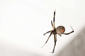 spider-4832820_1920