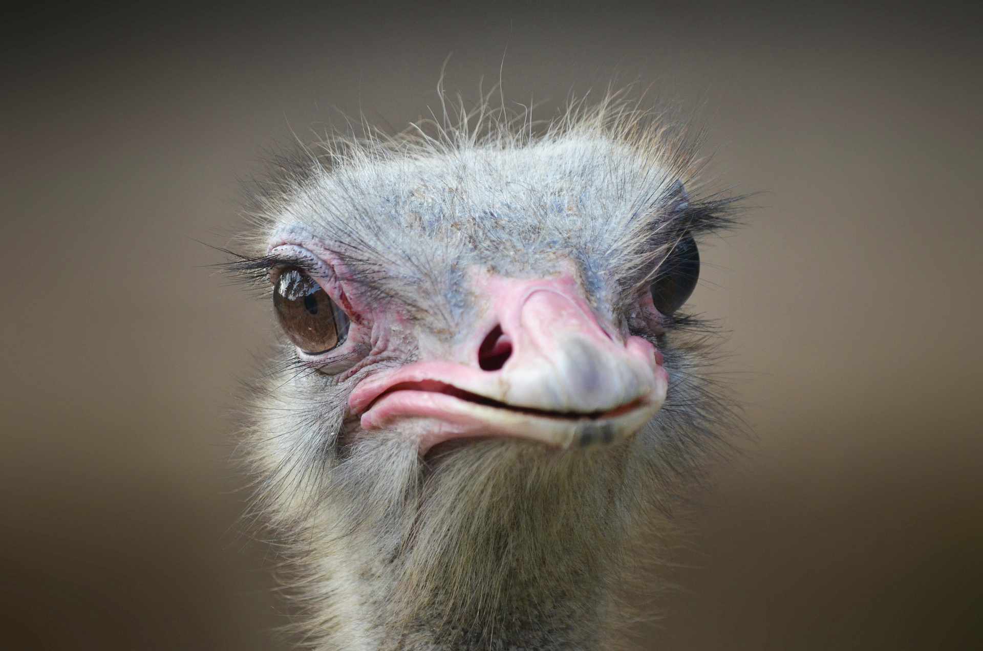 You are currently viewing 10 Największych Gatunków Ptaków na Świecie