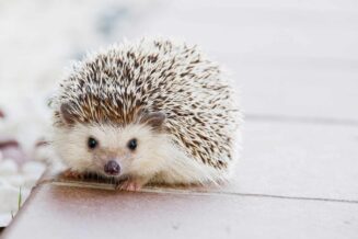 jeż pigmejski w mieszkaniu