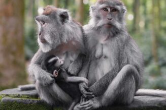 20 Interesujących Ciekawostek dla Dzieci o Zwierzętach zwierzęta