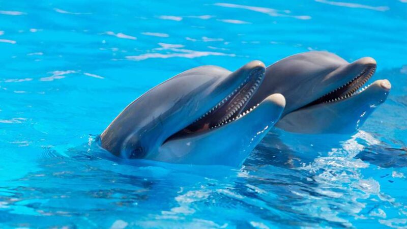 Delfinarium rumunia