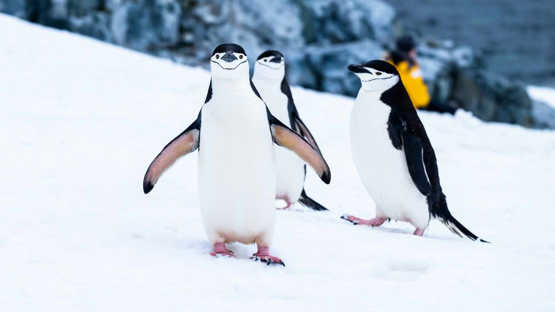 You are currently viewing 25 Ciekawostek o Pingwinach