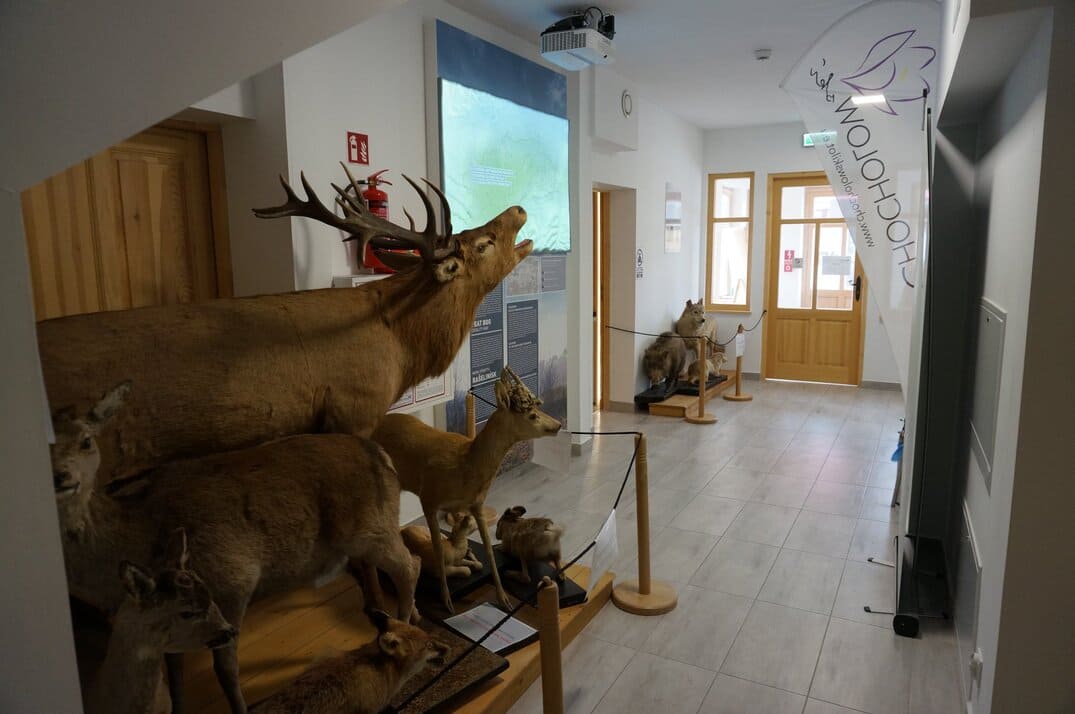 You are currently viewing Dolina Chochołowska zimą – dlaczego warto się tam wybrać?