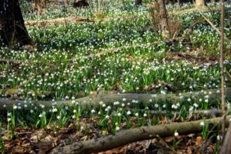 20 atrakcji turystycznych w województwie wielkopolskim Rezerwat Śnieżycowy Jar