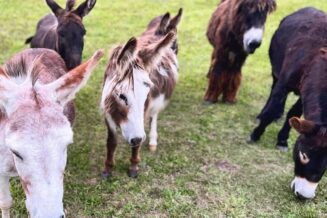 Zobacz ciekawe miejsca w województwie zachodniopomorskim. 30 pomysłów jak spędzić czas Mini ZOO DonkeySzot