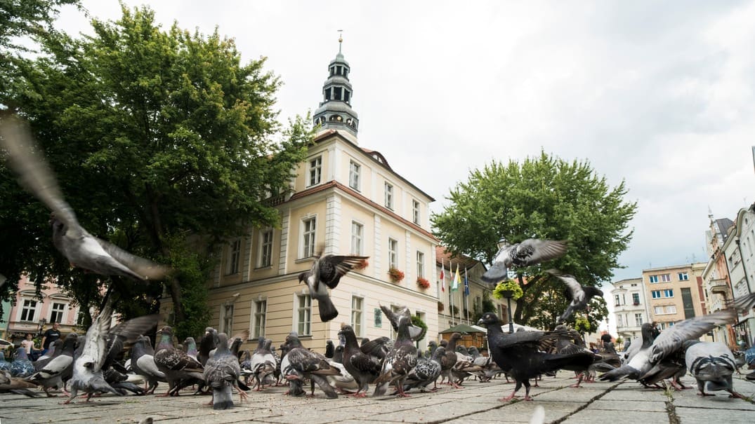 Ratusz w Zielonej Górze