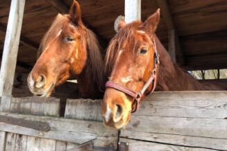 Jantar atrakcje turystyczne 🗺️ ciekawe miejsca w Jantarze Konie