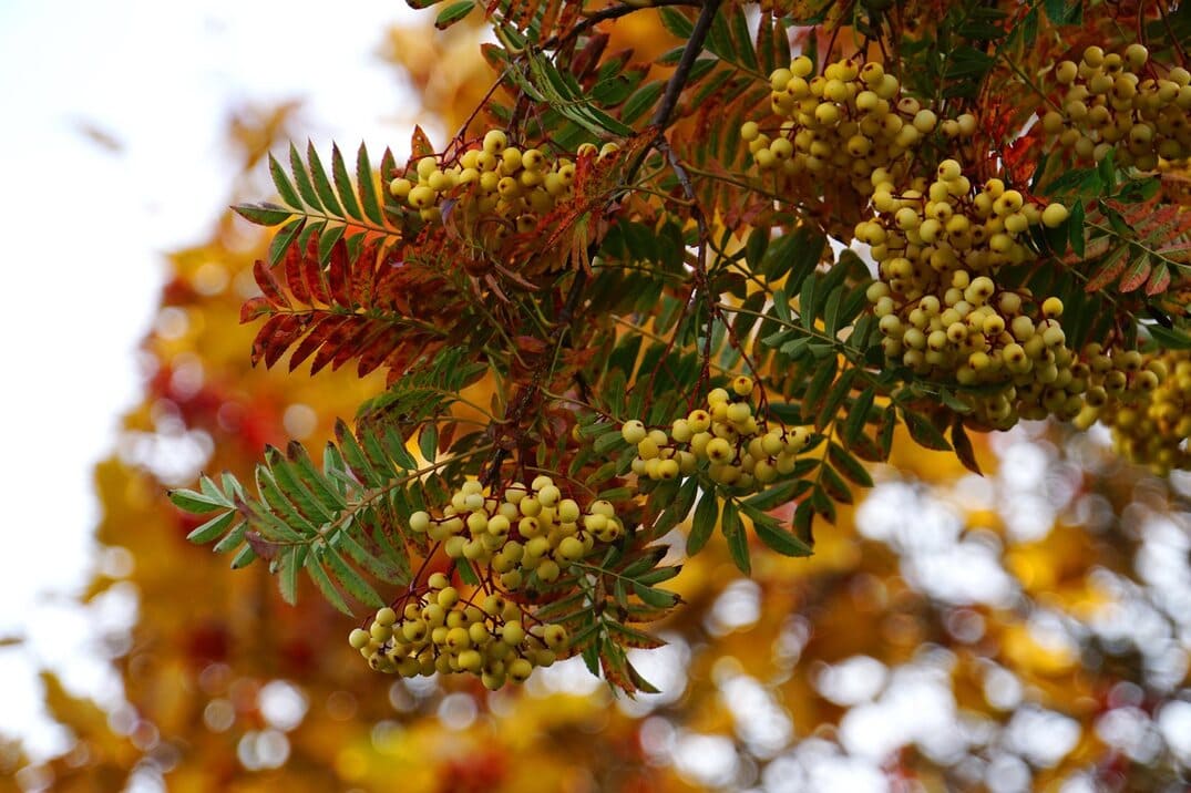 Ogród Botaniczny w Łodzi