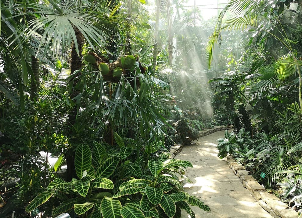 Palmiarnia Ogrodu Botanicznego w Łodzi