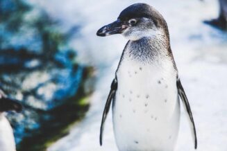 30 ciekawostek o Pingwinach pingwin